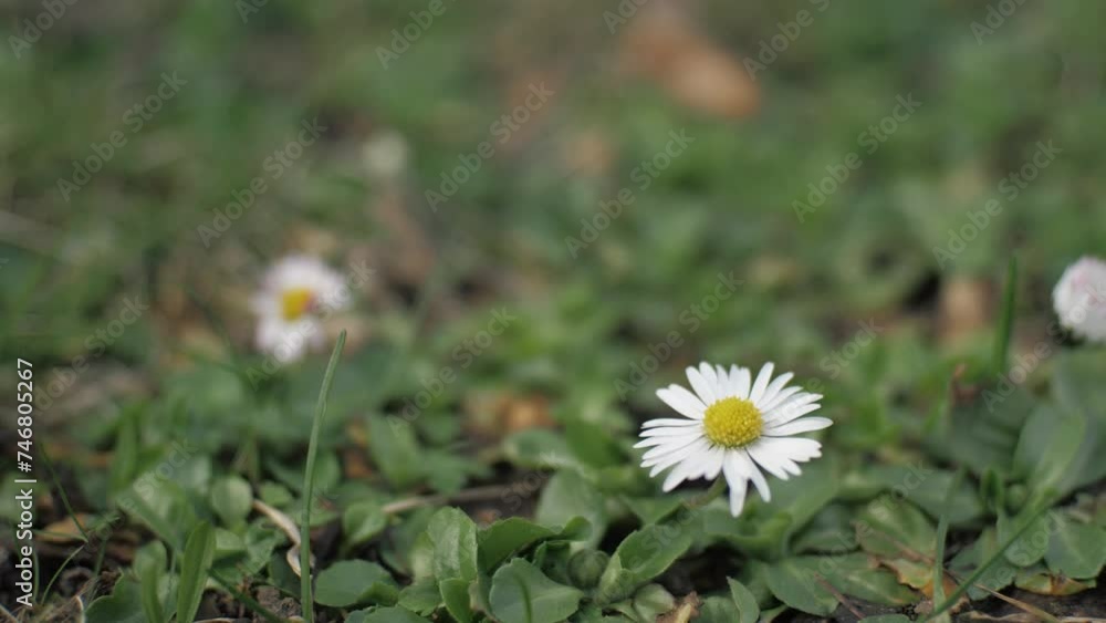 Little daisies. chamomile field The flowers sway slightly in the wind. Close up Little daisies. chamomile field The flowers sway slightly in the wind. Close up