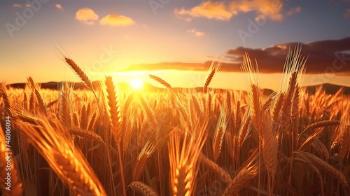 Wheat field in the sun close-up during harvest season © jiejie