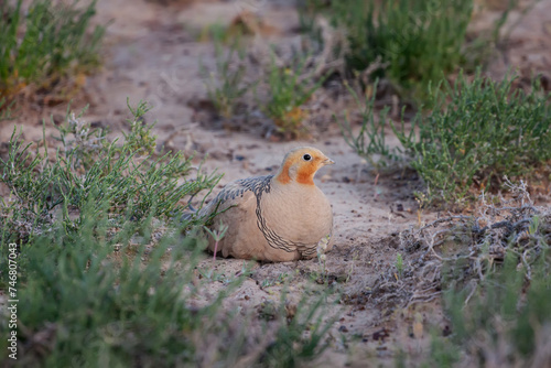 Male of Pallas's sandgrouse (Syrrhaptes paradoxus) resting in natural desert habitats at evening light, Kazakhstan 