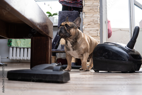 A French bulldog sits next to a vacuum cleaner. Home cleaning