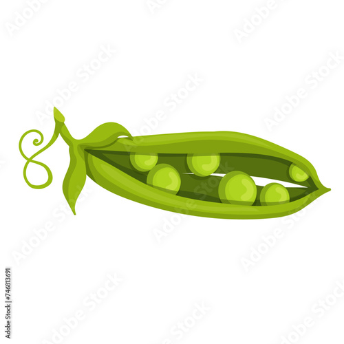 A pod of ripe, fresh green peas. Vector graphics.