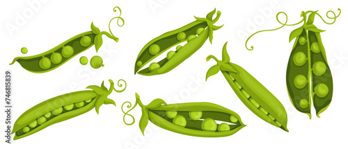 A set of ripe, fresh green pea pods. Vector graphics.