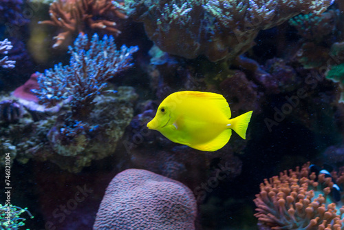 Peixe amarelo nadando entre corais coloridos no fundo do mar. 