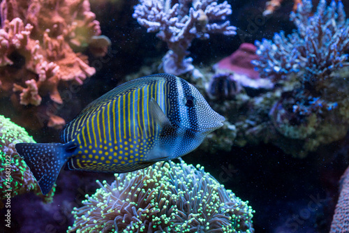Peixe com listas de cor azul e pintas de cor amarela nadando entre corais.  © Luiz