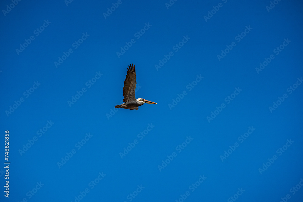 Pelicans in Flight and perched on Pier Post Pelicans in Flight and perched on Pier Post