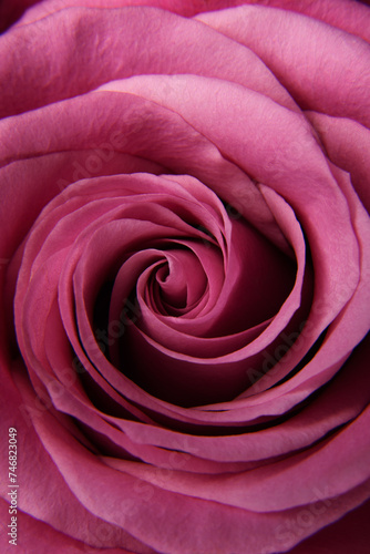 The background of the rose is dark pink. Texture. Close up of the rose. Vertical banner for the holiday. Postcard for Mother s Day.