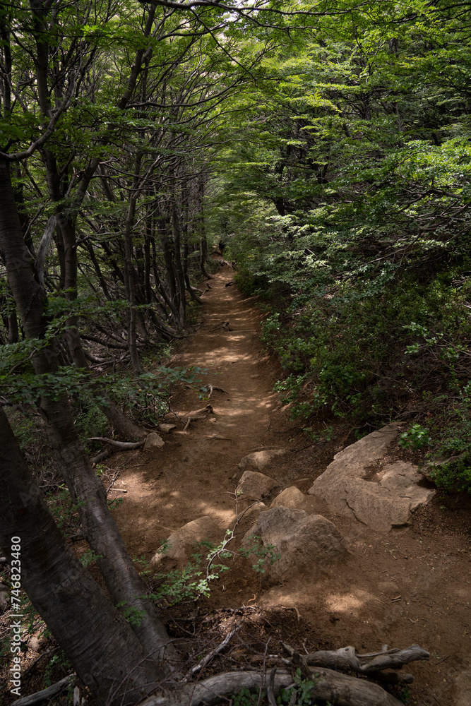 View of the hiking path in the forest.