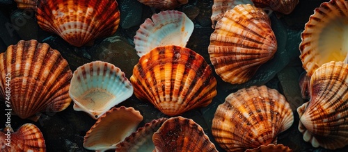 Several sea shells are arranged neatly on top of a sandy beach, with various shapes, sizes, and colors visible against the light brown sand and blue ocean in the background.