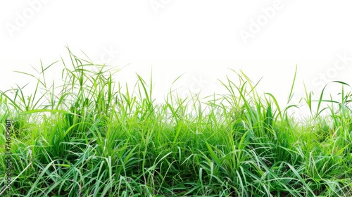 beautiful grass on white background in high resolution