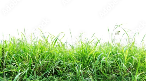 beautiful grass on white background in high resolution and high quality. green grass concept without background