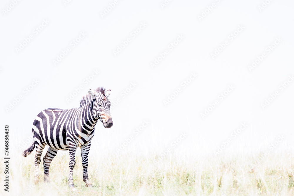 Fototapeta premium Zebra