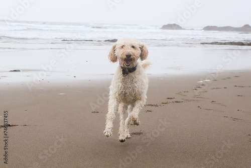 Happy dog enjoying the sand and beach with family.
