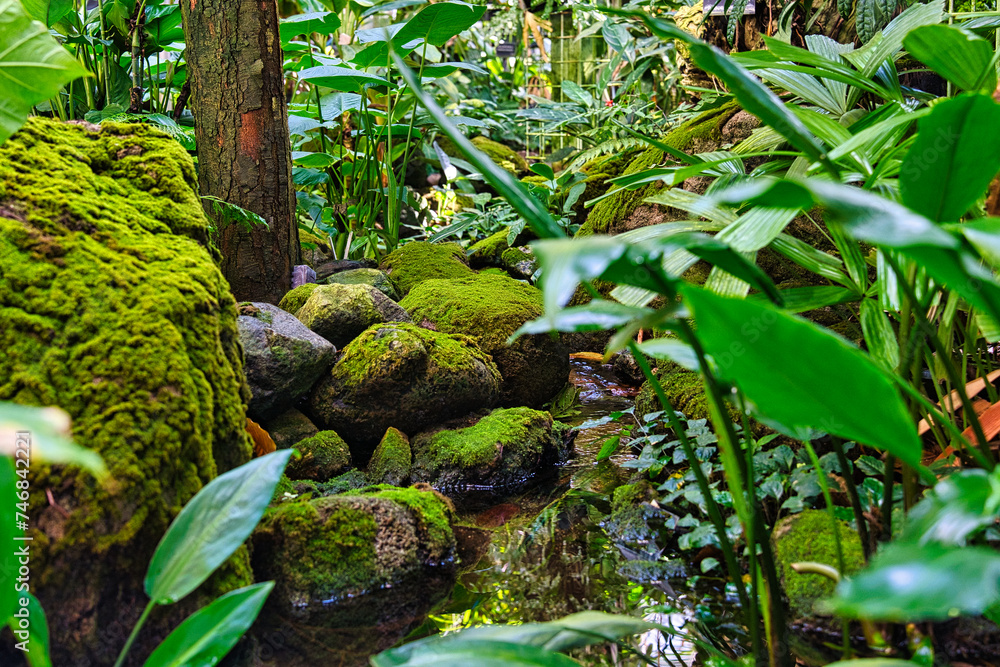 Fototapeta premium 苔