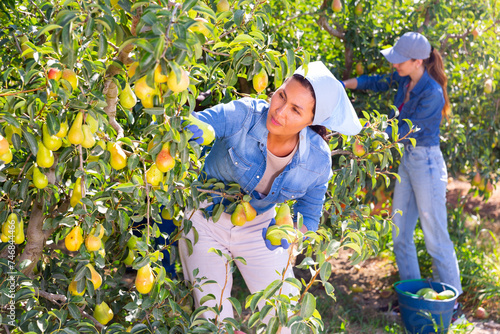 Two women picking fresh pears from trees on fruit plantation.