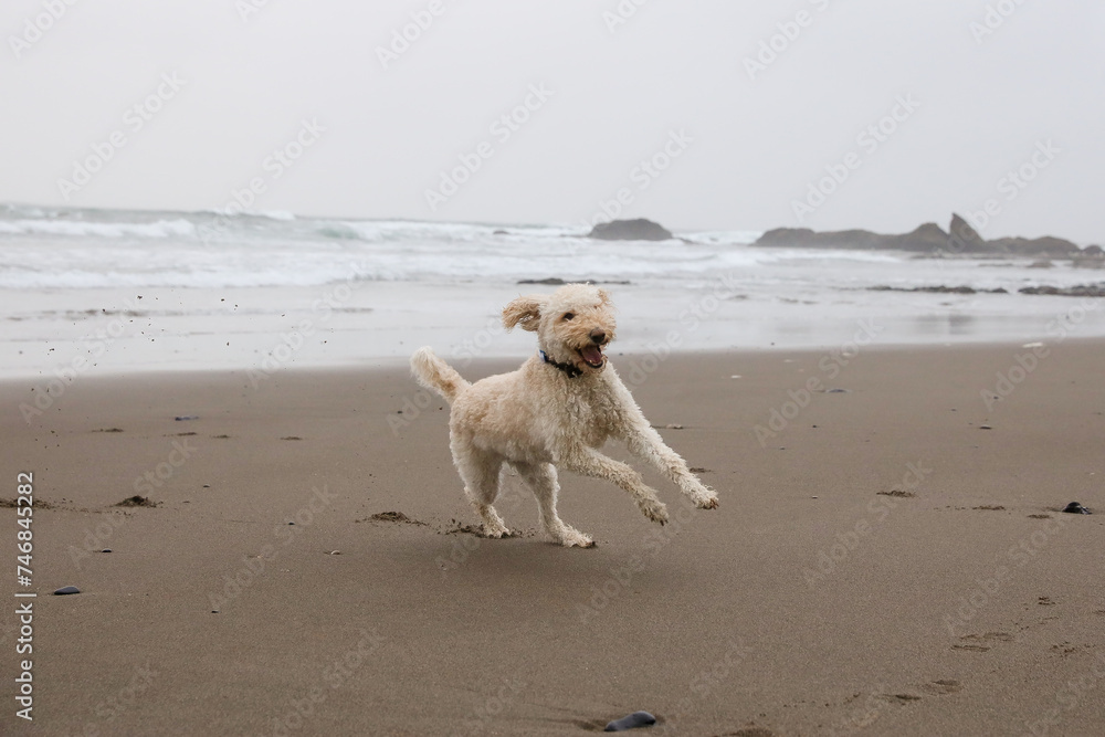 Happy dog enjoying the sand and beach with family. Happy dog enjoying the sand and beach with family.