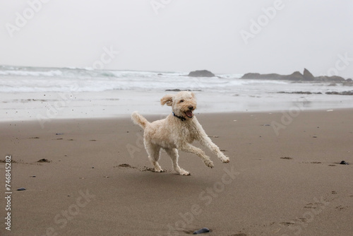 Happy dog enjoying the sand and beach with family. © Chelsea