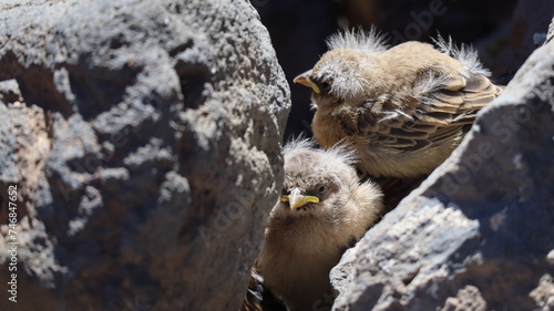 Pichones en su nido de piedras