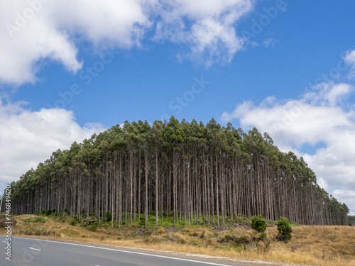 Eucalyptus tree plantation - Tasmania, Australia