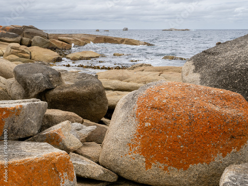 Orange licjen on boulders by the beach at the bay of Fires, Tasmania, Australia