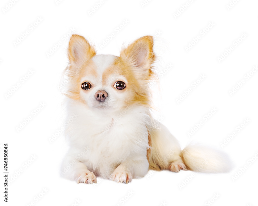 Chihuahua white with red color isolate on white. Portrait of a small dog, pet, animal.