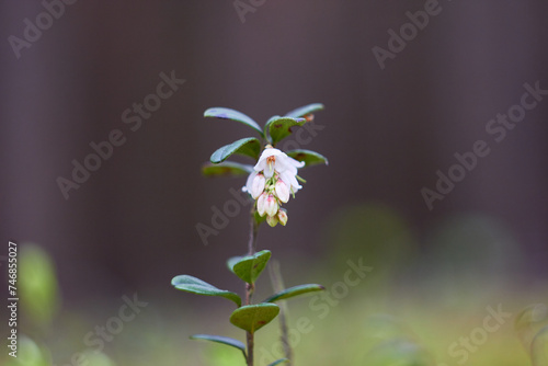 Vaccinium vitis-idaea, family Ericaceae. Pale pink lingonberry flowers in the forest in spring. 