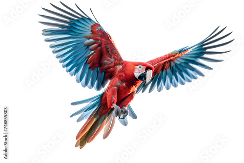 Red winged macaw flying isolated on transparent background © The Stock Guy