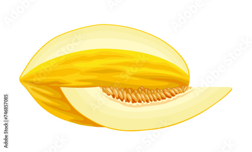 Vector illustration, canary melon or winter melon, isolated on white background.