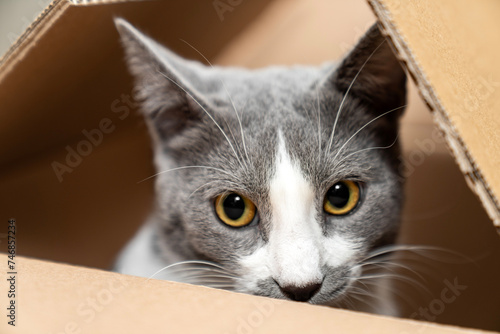 Cute cat sitting, hiding, playing in cardboard box, domestic cat in the cardboard box. paper box. cat curiously looks out