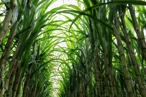 Sugarcane plants grow in field