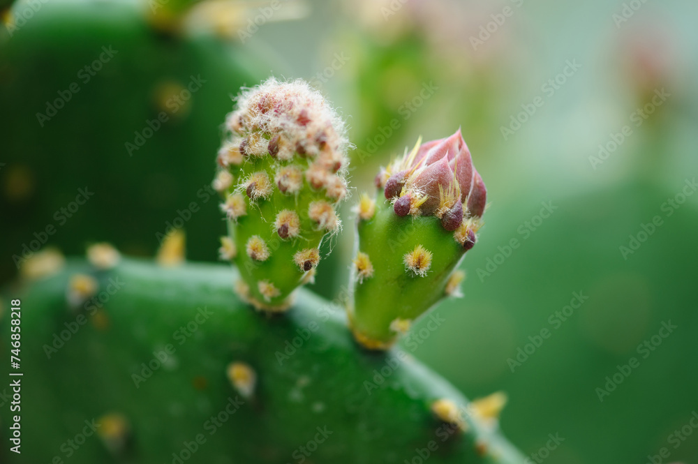 Green Cactus with beautful flowers Green Cactus with beautful flowers