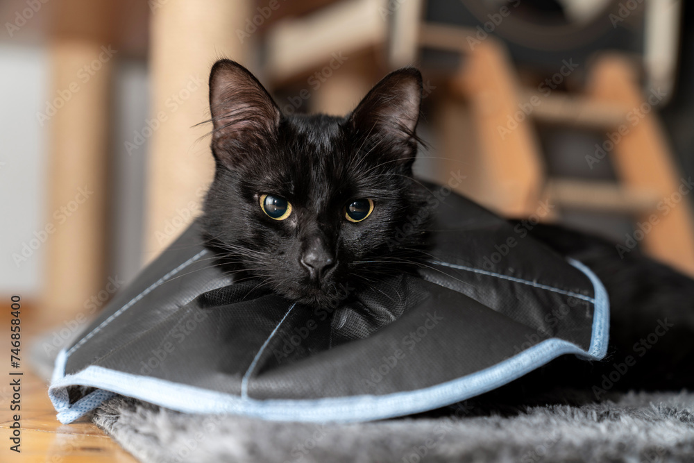 The cat wears a cone collar to protect and prevent licking the wound