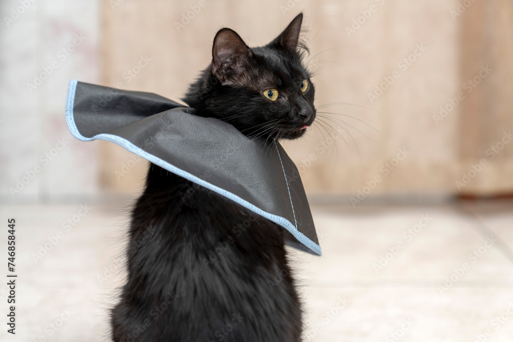 The cat wears a cone collar to protect and prevent licking the wound