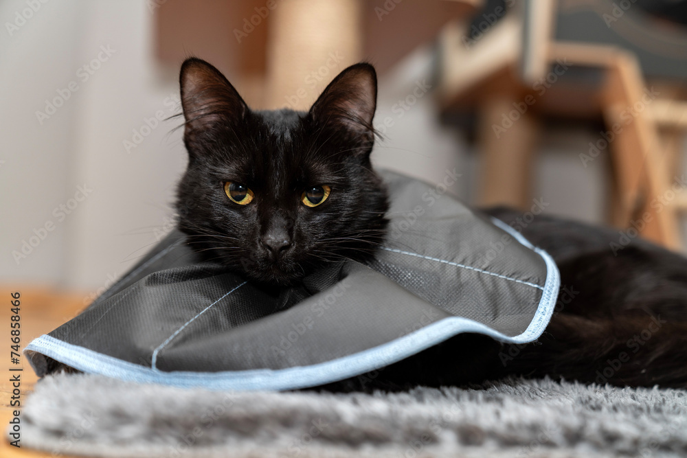 The cat wears a cone collar to protect and prevent licking the wound after sterilization