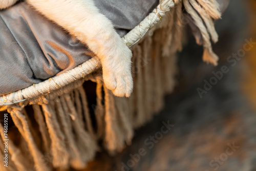 Cat resting, sleeping, relaxing hanging home rope swing in a Scandinavian interior. cat face lying on the fabric. muzzle of a sleeping cat with closed eyes. pet ownership, pet friendship concept photo