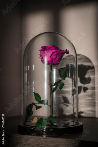 rose in a glass