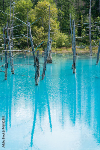古木を映す青い池の湖面 美瑛町 