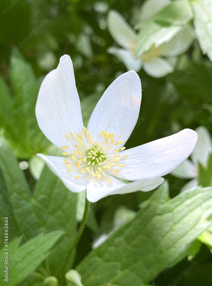 Wood anemone. Close up of white flower. Bosanemoon, Anemone nemorosa blooming in a forest. Early-spring flowering plant. Wood anemone. Close up of white flower. Bosanemoon, Anemone nemorosa blooming in a forest. Early-spring flowering plant.