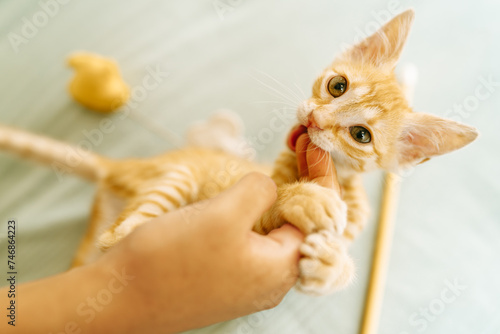 Ginger Kitten Chewing on Owner's Hand
