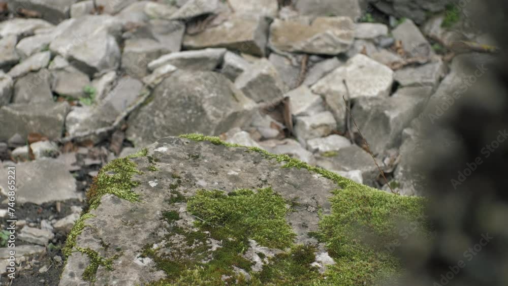Green moss on stones close-up. Old stones. Rock Green moss on stones close-up. Old stones. Rock