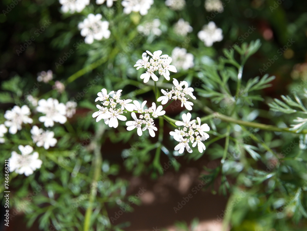 Coriander in bloom, Chinese parsley, Coriandrum sativum Coriander in bloom, Chinese parsley, Coriandrum sativum