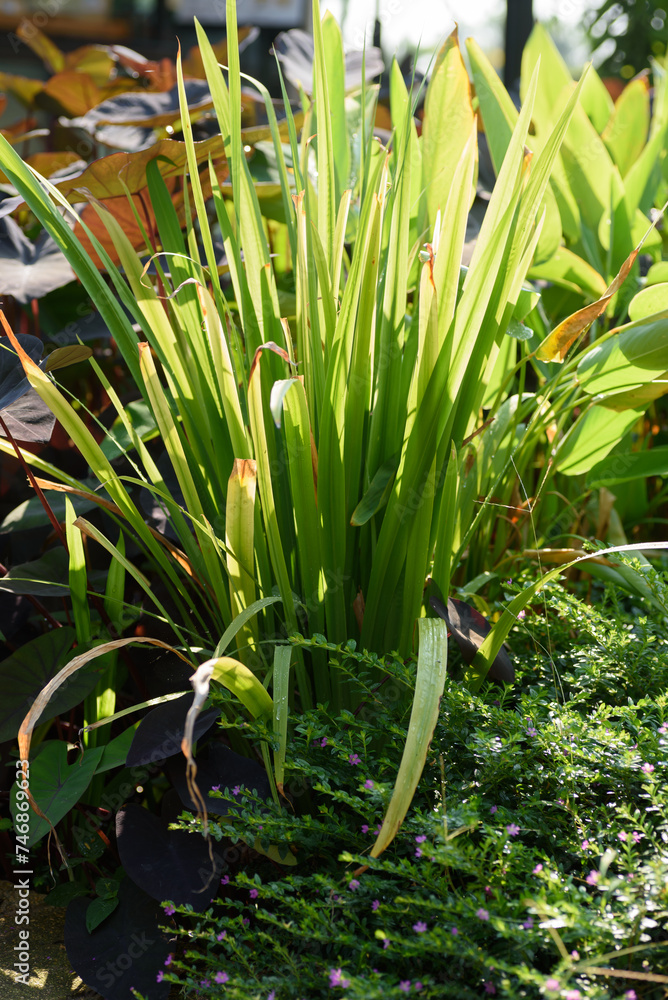 Obraz premium Fresh green leaf with water drops in a tropical rainforest background