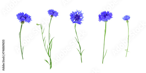 Set of blue flowers of knapweed isolated on transparent background. Centaurea cyanus.