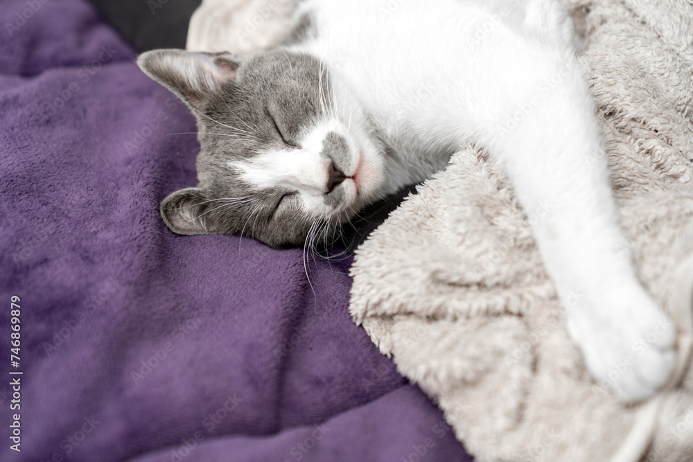 Obraz premium Cute gray white cat under beige blanket. Pet warms under a blanket in cold winter weather. a gray and white cat sleeping under a blanket. Pets friendly and care concept. domestic cat on bed