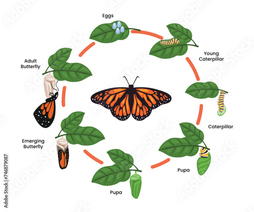 Monarch Butterfly life cycle evolution. Cartoon caterpillar insects metamorphosis stages on tree branch, eggs, larva, pupa, insect wildlife growing transformation, biology education poster for kid.