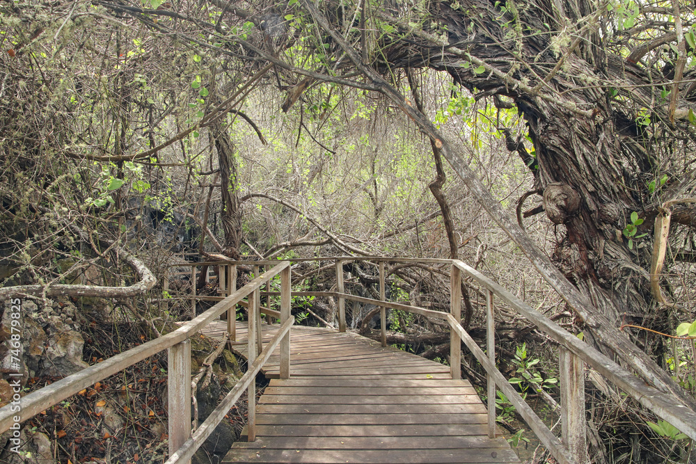 Wooden path in the middle of the forest. Wooden path in the middle of the forest.
