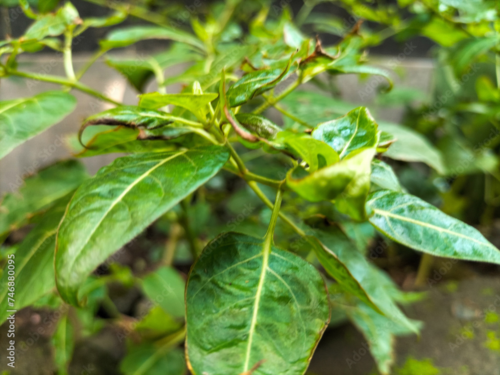 Obraz premium Closeup view of small chili plants. Growing paprika plants. Top view of chili pepper plants still without fruit. Farming. Plantation. Leaves. Outdoor. Spicy. Organic. Food. Natural. 