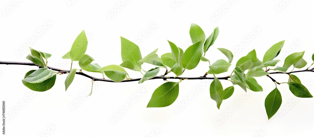 A branch from a pear tree is shown with small green leaves against a white background. The leaves appear fresh and vibrant, typical of a healthy tree in spring or summer.