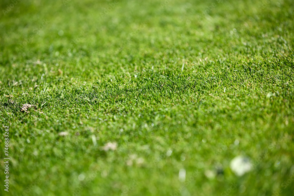A grass spot after a chip on a golf course