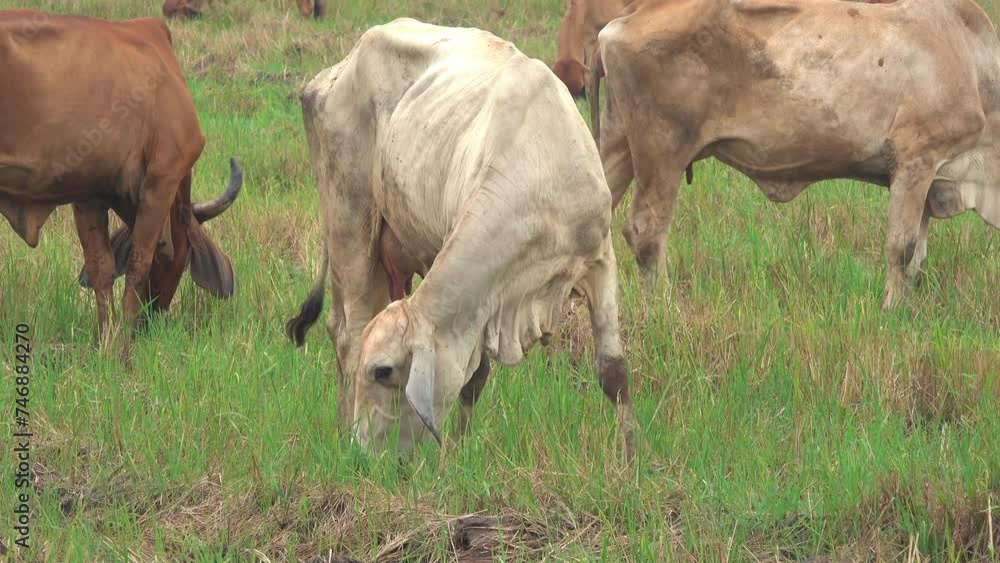 Close-up cow eating green grass in the field Close-up cow eating green grass in the field