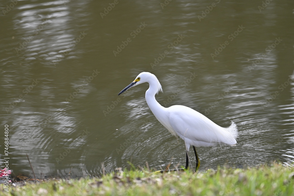 Obraz premium Snowy Egret